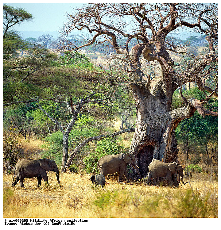 ������, ����������� ��������, �����������, ����������� ������, �������� � �������, ������ � ��������, ������� ������, �������, �����, ����, �������, �������, ��������������, �����, ������������ ���� ���������, ��������, ��������, ��������, �������������, �������������, �����, �����, XYZ, ��������, Proboscidea, �������� ����, Loxodonta africana, Elephas africanus