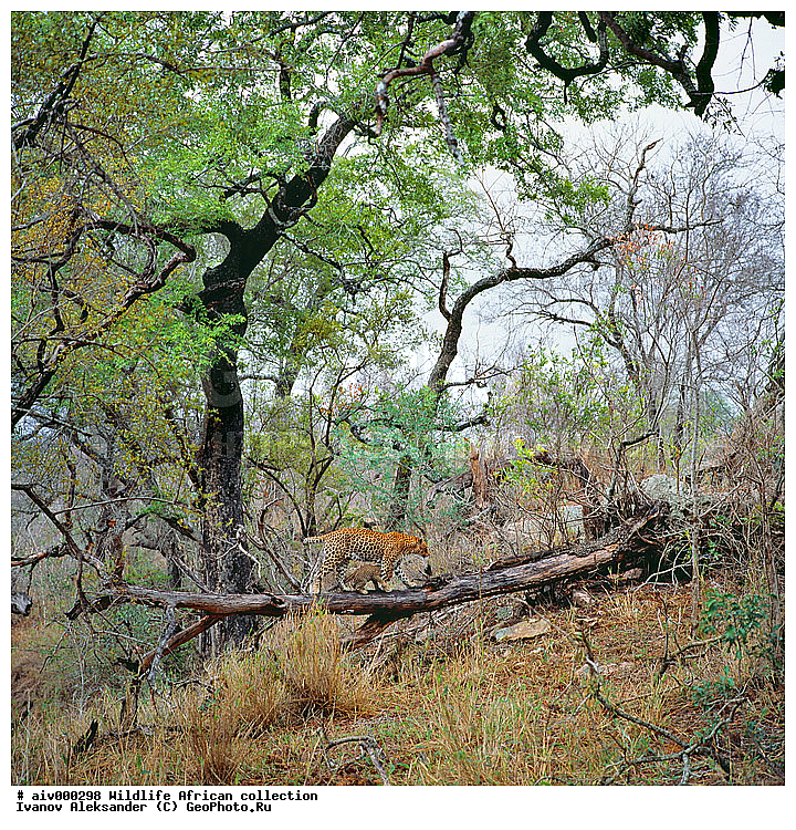 ������, ����������� ��������, �����������, ����������� ������, �������� � �������, ������ � ��������, ������� ������, �������, �����, ������, ������, ����, �������, �������, ��������������, �����, ���������, ���, ��������, ��������, �������������, �������������, �����, �����, �������, XYZ, �������, Felidae, �������, ����, �������, Panthera pardus