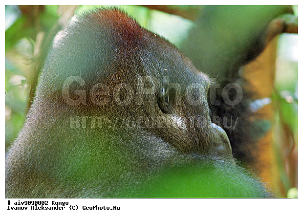 Gorilla gorilla �����, ������, �������, ��������, ���, ���������� �����, ��������, ��������, �������������, �������������, �����, �����, XYZ, ��������, Hominidae, �������� �������, Gorilla gorilla