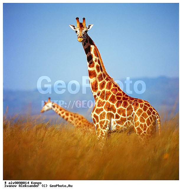 Giraffa camelopardalis, ������, ��������, �����, �����, ���, �������������, �����, �����, XYZ, ���������, Giraffidae, Giraffa camelopardalis, �����