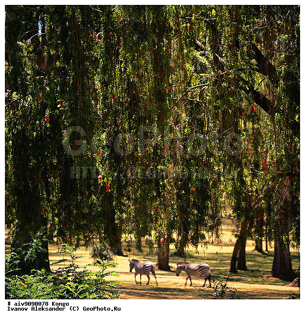 Hippotigris, ������, �����, ��������, �����, ���