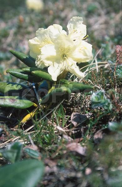 ������� ������, ������, �������, ������ ��������, �����, ��������,  ���������� ��������, ������� ��������, ������������ ��������, ������, �����, XYZ, ����������, Ericaceae, ����������� ����������, ������ ������������������, ����������� ������������������, ����������� �������������, ���������� ����, Rhododendron aureum, Rhododendron chrysanthum, Azalea chrysanthum, Rhododendron officinale, ���������, ����������, ������������ ��������, ������������ ��������, ������������, ������������ �����������, �����������, ������������, ���������, �����, ����������