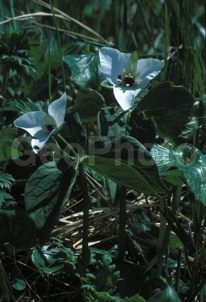 ������� ������, ������, �������