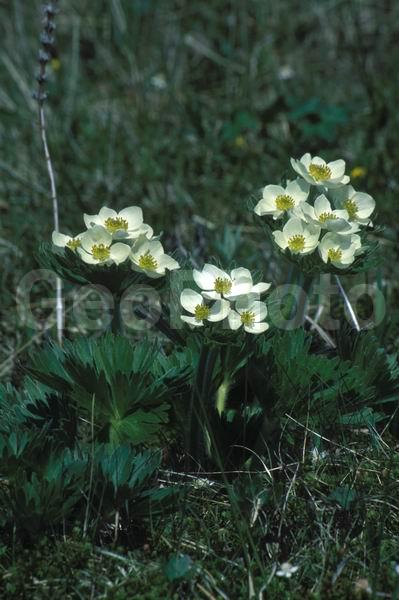 ������� ������, ������, �������