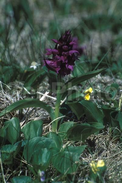 ������� ������, ������, �������