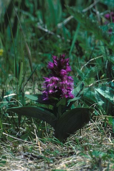 ������� ������, ������, �������