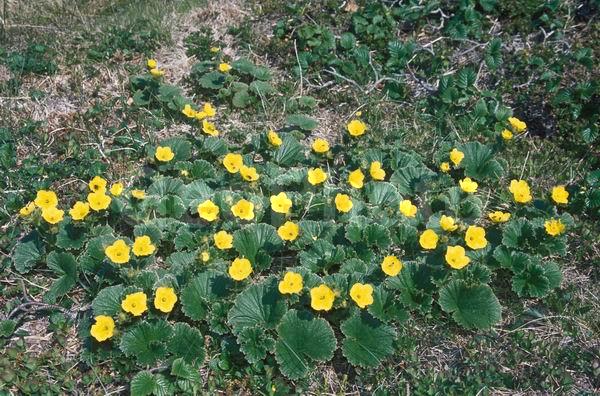 ������� ������, ������, �������