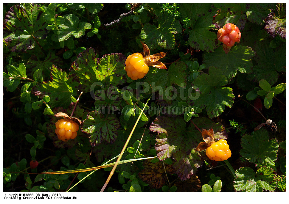  ������ ����, 2010, ���, ������ �������, �����, �����, ��������, ������ ��������, �����, ���������� ��������, ������������ ��������, ������������ ��������, ����, �����, �����, �����, XYZ, ������������, �������, �����������, Rosaceae, �������, ������� �����������, ������� ������������, Rubus chamaemorus