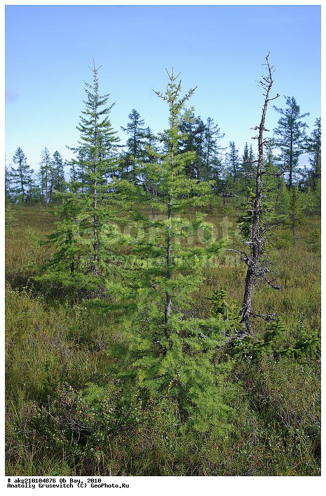  ������ ����, 2010, ���, ������ �������, �����, �����, ��������