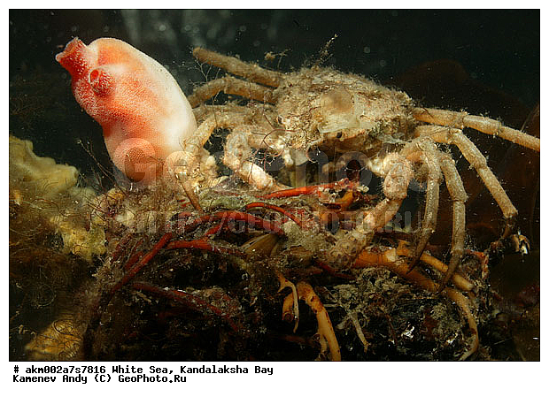 ��� ���, ����� ����, ����������� ������������� �������, ��������������, ������������� �����, ��������, �������, ����, �����, ���������