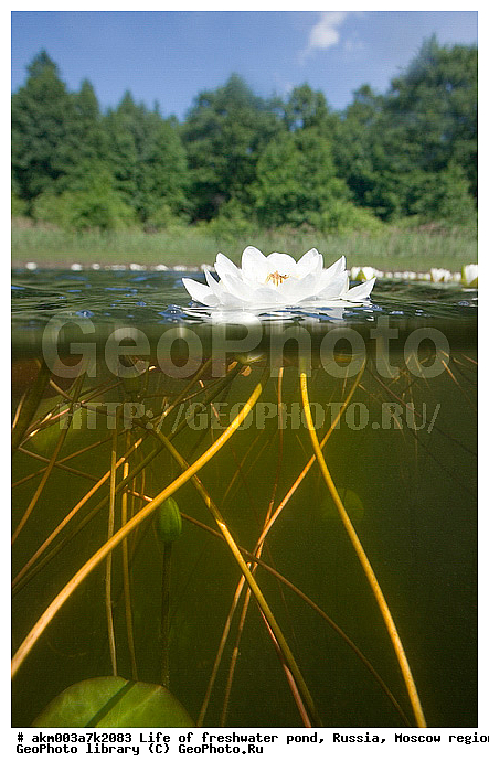 ���������� �������, ������������ ������, ������, ����, �����, ����, ���������, ���������, ��� �����, ����