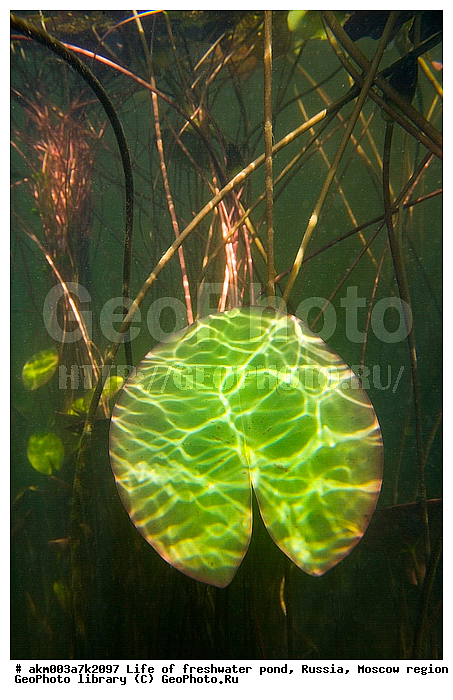 ���������� �������, ������������ ������, ������, ����, �����, ����, ���������, ���������, ��� �����, ����