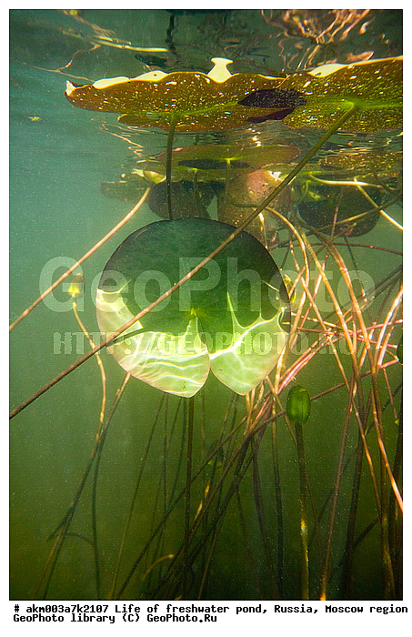 ���������� �������, ������������ ������, ������, ����, �����, ����, ���������, ���������, ��� �����, ����