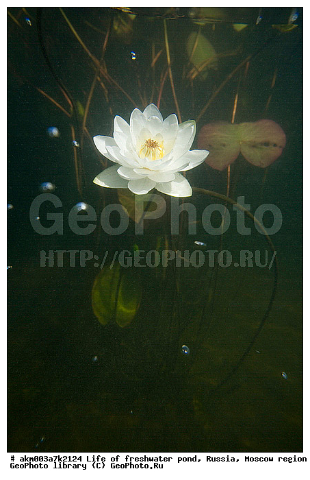 ���������� �������, ������������ ������, ������, ����, �����, ����, ���������, ���������, ��� �����, ����