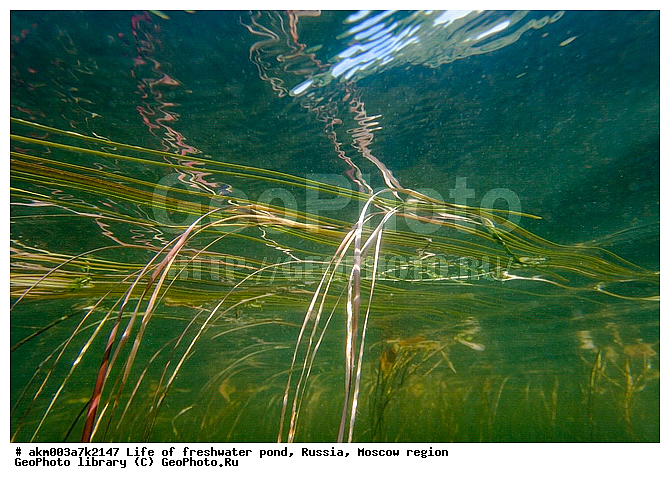 ���������� �������, ������������ ������, ������, ����, �����, ����, ���������, ���������, ��� �����, ����