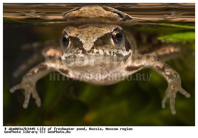 ���������� �������, ������������ ������, ������, ����, �����, ����, ���������, ���������, ��� �����, ����