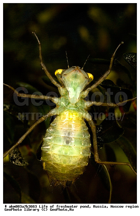 ���������� �������, ������������ ������, ������, ����, �����, ����, ���������, ���������, ��� �����, ����