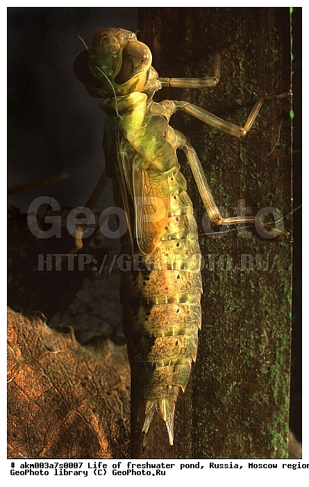 ���������� �������, ������������ ������, ������, ����, �����, ����, ���������, ���������, ��� �����, ����, �������, ��������, ��� �����, ������������, ������