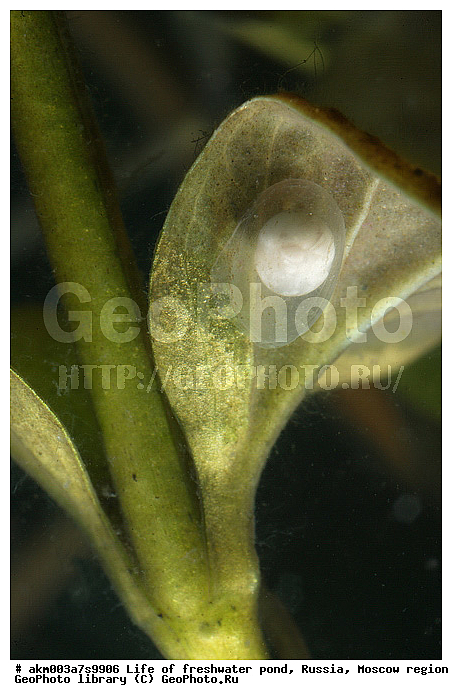 ���������� �������, ������������ ������, ������, ����, �����, ����, ���������, ���������, ��� �����, ����