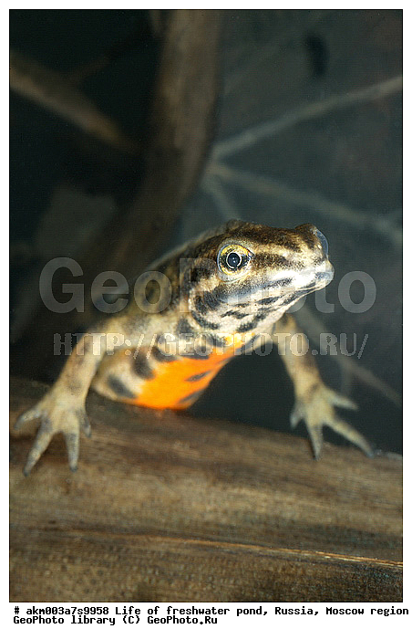 ���������� �������, ������������ ������, ������, ����, �����, ����, ���������, ���������, ��� �����, ����