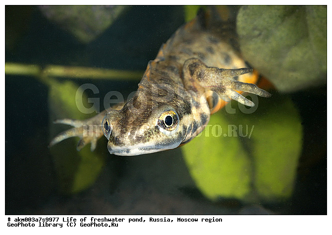 ���������� �������, ������������ ������, ������, ����, �����, ����, ���������, ���������, ��� �����, ����