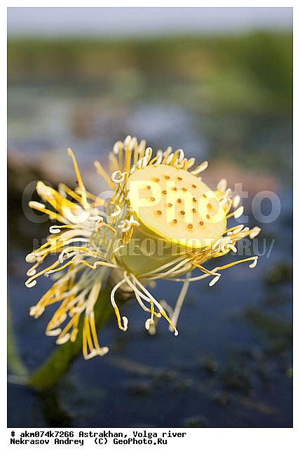 ������������ ����������, �����, ������� �����, �����, ������, ������, �������������, ������, ������������, ������, �����, ������������ ����������, ������������ �������, ������, ������ ��������, �����, ���������� ��������, ������������ ��������, ������������ ��������, ������, �����, XYZ, ���������, Nelumbonaceae, ����� ����������, ����� �����������, ����� ���������, Nelumbo caspica, Nelumbo nucifera, ����������� ��������, �����, ����������� ��������, �����, ����������� ��������, �����������, �����������, ������������ ��������, ������������ ��������, ������������, ������������, ������������, �����������, ������ ��������, ������ ��������, ������