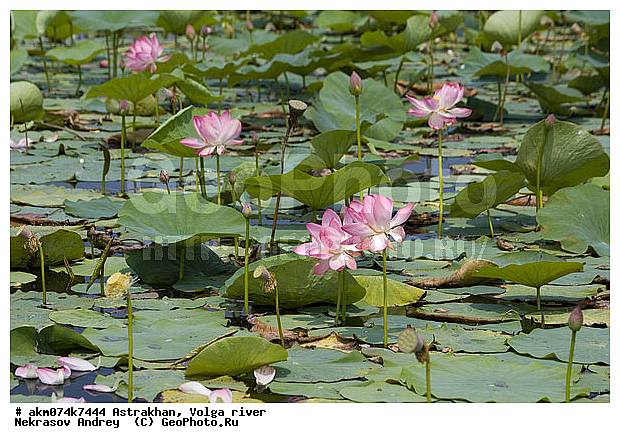 ������������ ����������, �����, ������� �����, �����, ������, ������, �������������, ������, ������������, ������, �����, ������������ ����������, ������������ �������, ������, ������ ��������, �����, ���������� ��������, ������������ ��������, ������������ ��������, ������, �����, XYZ, ���������, Nelumbonaceae, ����� ����������, ����� �����������, ����� ���������, Nelumbo caspica, Nelumbo nucifera, ����������� ��������, �����, ����������� ��������, �����, ����������� ��������, �����������, �����������, ������������ ��������, ������������ ��������, ������������, ������������, ������������, �����������, ������ ��������, ������ ��������, ������