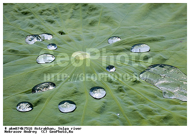 ������������ ����������, �����, ������� �����, �����, ������, ������, �������������, ������, ������������, ������, �����, ������������ ����������, ������������ �������, ������, ������ ��������, �����, ���������� ��������, ������������ ��������, ������������ ��������, ������, �����, XYZ, ���������, Nelumbonaceae, ����� ����������, ����� �����������, ����� ���������, Nelumbo caspica, Nelumbo nucifera, ����������� ��������, �����, ����������� ��������, �����, ����������� ��������, �����������, �����������, ������������ ��������, ������������ ��������, ������������, ������������, ������������, �����������, ������ ��������, ������ ��������, ������