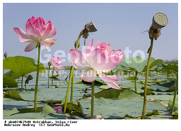 ������������ ����������, �����, ������� �����, �����, ������, ������, �������������, ������, ������������, ������, �����, ������������ ����������, ������������ �������, ������, ������ ��������, �����, ���������� ��������, ������������ ��������, ������������ ��������, ������, �����, XYZ, ���������, Nelumbonaceae, ����� ����������, ����� �����������, ����� ���������, Nelumbo caspica, Nelumbo nucifera, ����������� ��������, �����, ����������� ��������, �����, ����������� ��������, �����������, �����������, ������������ ��������, ������������ ��������, ������������, ������������, ������������, �����������, ������ ��������, ������ ��������, ������