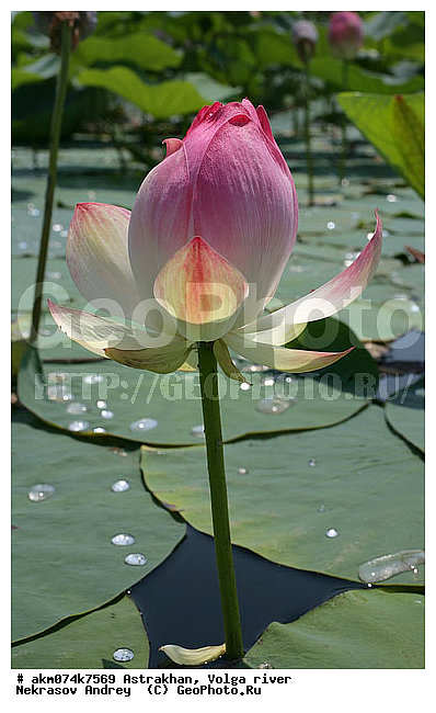 ������������ ����������, �����, ������� �����, �����, ������, ������, �������������, ������, ������������, ������, �����, ������������ ����������, ������������ �������, ������, ������ ��������, �����, ���������� ��������, ������������ ��������, ������������ ��������, ������, �����, XYZ, ���������, Nelumbonaceae, ����� ����������, ����� �����������, ����� ���������, Nelumbo caspica, Nelumbo nucifera, ����������� ��������, �����, ����������� ��������, �����, ����������� ��������, �����������, �����������, ������������ ��������, ������������ ��������, ������������, ������������, ������������, �����������, ������ ��������, ������ ��������, ������