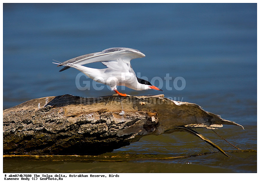 ������ �����, ������������ ����������, �����, �����, ������������, ������, ����, �����, ��������, �����, �����, �����������, ���������, �����������, ������, ��������, ��������, �����, �����, ��������, �����������, ������� �����, ������� �����, XYZ, ���������, Sternidae, ������ ������, ������������ ������, Sterna hirundo