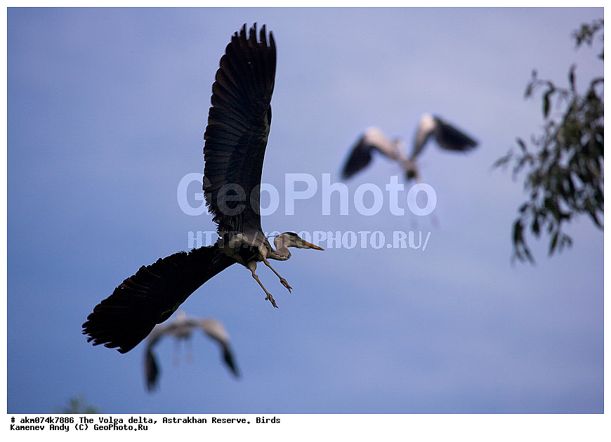 ������ �����, ������������ ����������, �����, �����, ������������, ������, ����, �����, ��������, �����, �����, �����������, ���������, �����������, �����, �����, XYZ, ��������, Ardeidae, ����� �����, Ardea cinerea, ������