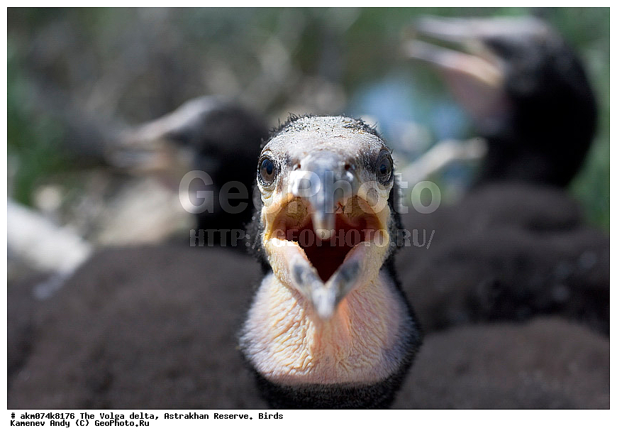 ������ �����, ������������ ����������, �����, �����, ������������, ������, ����, �����, ��������, �����, �����, �����������, ���������, �����������, �����, �����, ������� �����, ������� �����,XYZ, ����������, Phalacrocoracidae, ������� ������, Phalacrocorax carbo, ������