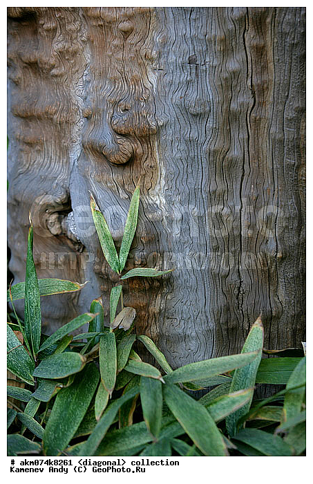 ����, ����-�������, ���������, �������, ���������� ����, �����������, ��������, �����, ���������, ���������, ���������, ������������, ������������ �������, �������, ��������, ����