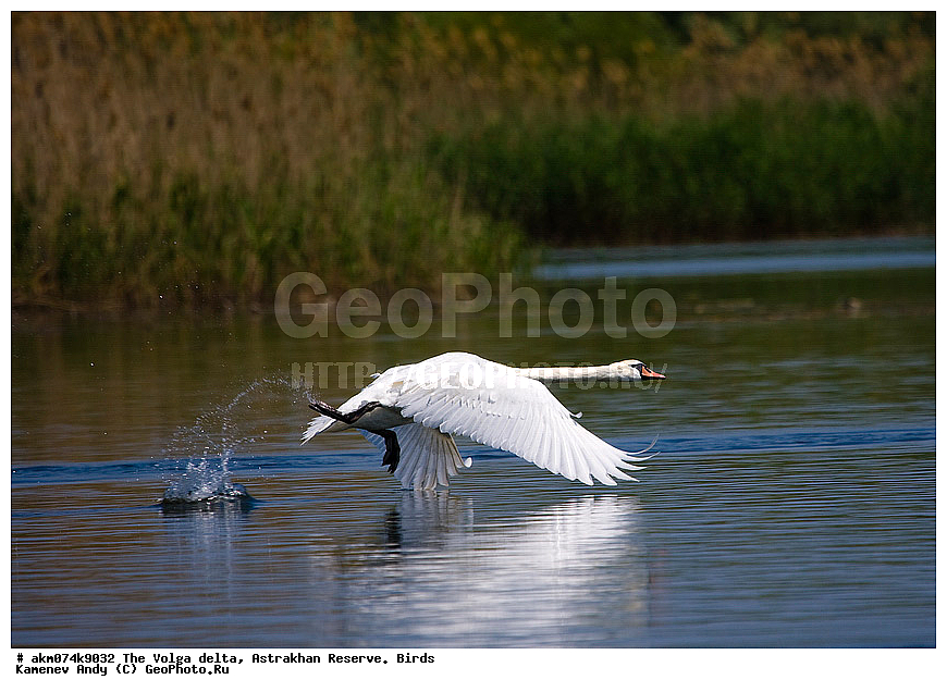 ������ �����, ������������ ����������, �����, �����, ������������, ������, ����, �����, ��������, �����, �����, �����������, ���������, �����������, �����������������, ������������� �����, XYZ, ������, Anatidae ������-�����, Cygnus olor, ������