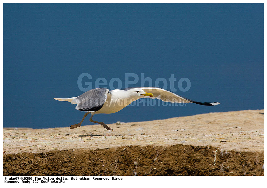 ������ �����, ������������ ����������, �����, �����, ������������, ������, ����, �����, ��������, �����, �����, �����������, ���������, �����������, ������, ��������, ��������, �����, �����, ��������, �����������, ������� �����, ������� �����, XYZ, ��������, Laridae, ���������, C������ �����, Larus cachinnans