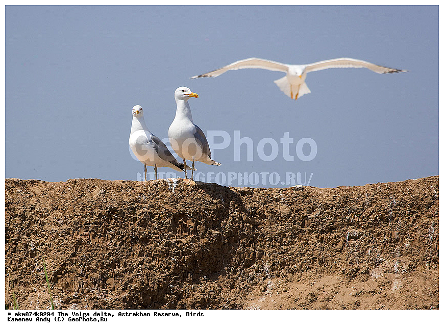 ������ �����, ������������ ����������, �����, �����, ������������, ������, ����, �����, ��������, �����, �����, �����������, ���������, �����������, ������, ��������, ��������, �����, �����, ��������, �����������, ������� �����, ������� �����, XYZ, ��������, Laridae, ���������, C������ �����, Larus cachinnans