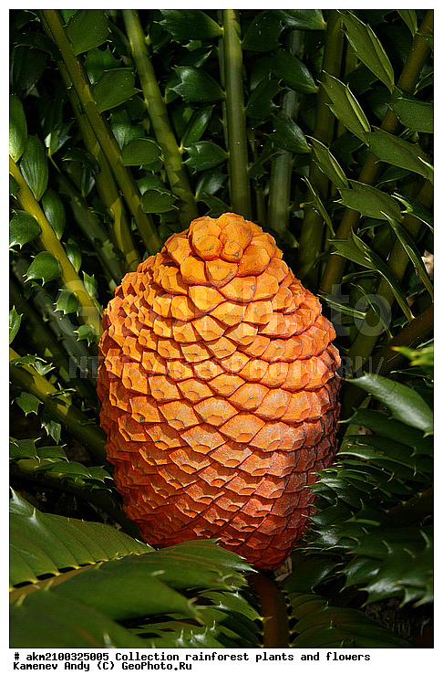 ������������, ���, �������, ����������� ��������, �����, �������, ��������������, �����