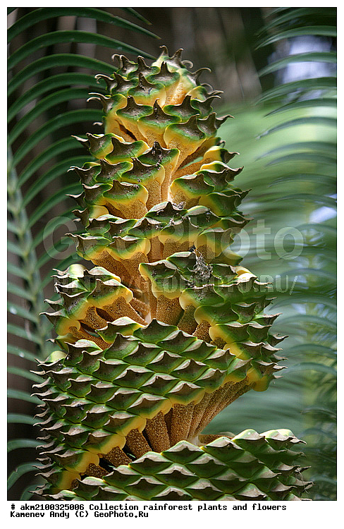 ������������, ���, �������, ����������� ��������, �����, �������, ��������������, �����