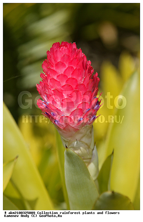 ������������, ���, �������, ����������� ��������, �����, �������, ��������������, �����