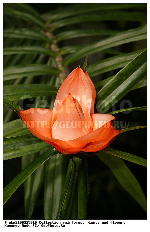 ������������, ���, �������, ����������� ��������, �����, �������, ��������������, �����