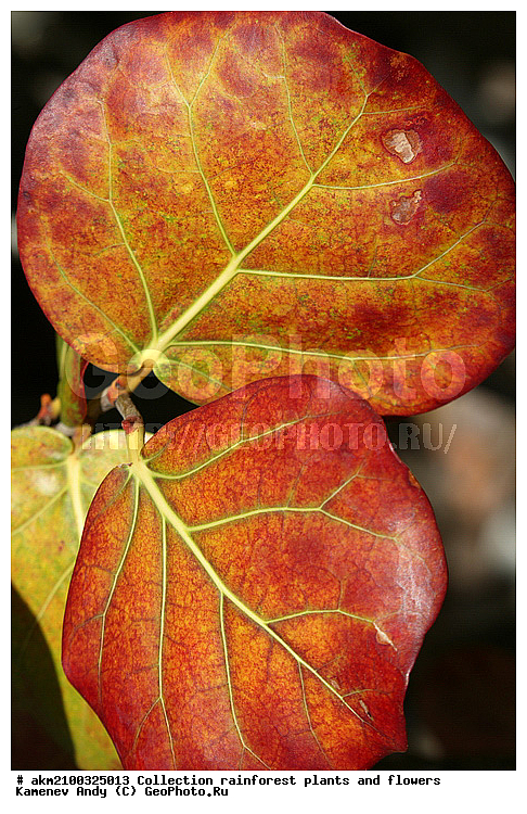 ������������, ���, �������, ����������� ��������, �����, �������, ��������������, �����