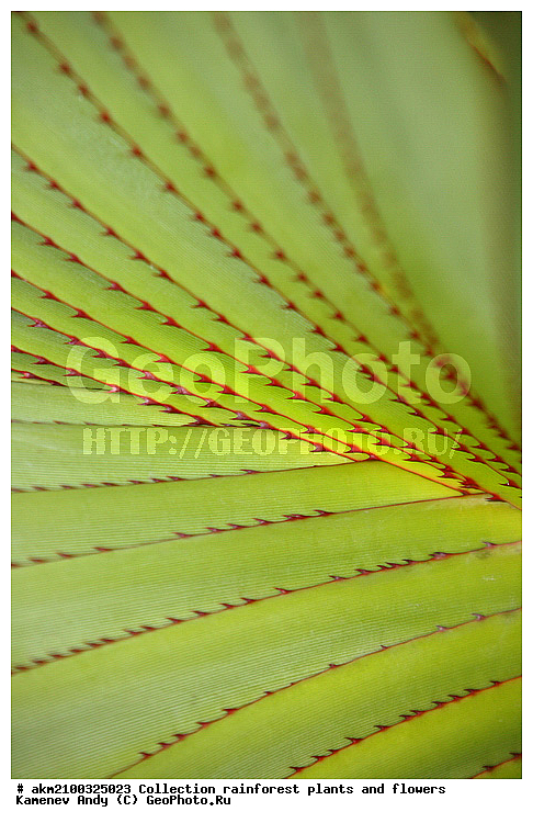 ������������, ���, �������, ����������� ��������, �����, �������, ��������������, �����