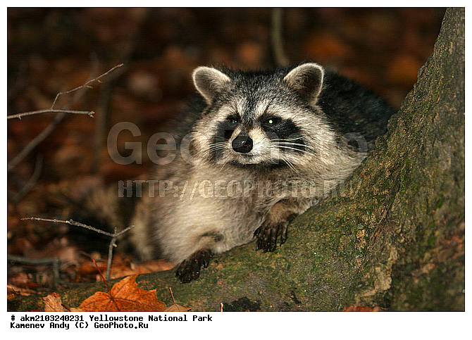 ������, �������, ��������, �����������, ��������������� ������������ ����, �������, ���, �������� �������, ���������, ������, ��������, �������, ����, ��������, ��������, �������������, �������������, �����, �����, �������, ������, XYZ, ��������, Procyonidae, ����-��������, ������������ ����, Procyon lotor