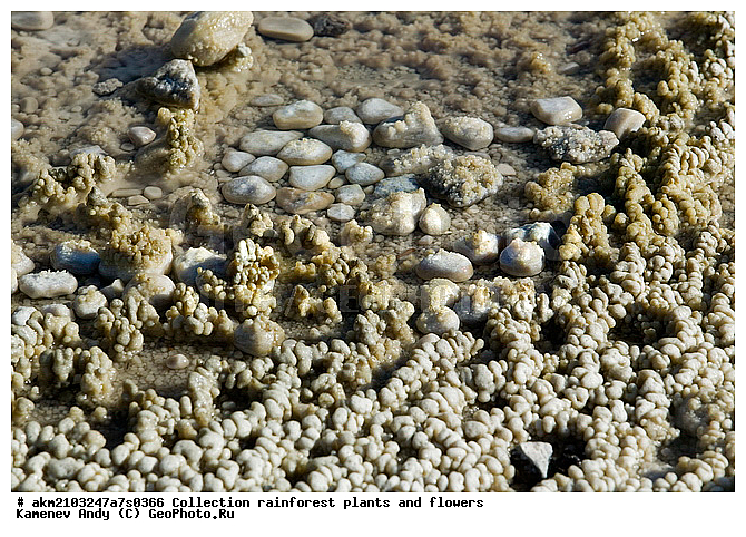 ������, �������, ��������, �����������, ��������������� ������������ ����, �������, ���, �������� �������, ���������, ������, ������������� ��������, ��������, ��������, �������, ����