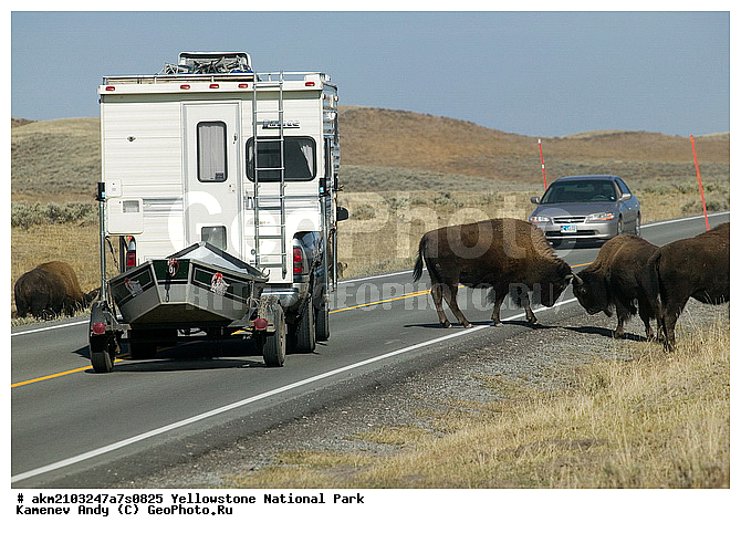 ������, �������, ��������, �����������, ��������������� ������������ ����, �������, ���, �������� �������, ���������, ������, ������������� ��������, ��������, ��������, �������, ����, ��������, ��������, �������������, �������������, �����, �����, XYZ, ���������, Bovidae, �����, Bison bison, ��������, ��������, �������������, �������������, �����, �����, XYZ, ���������, Bovidae, �����, Bison bison