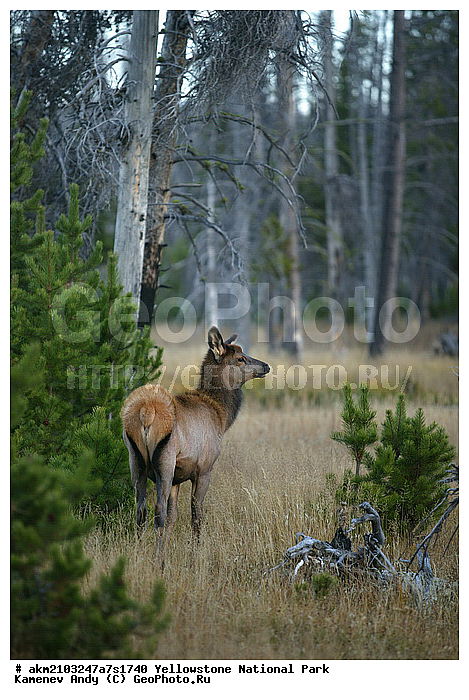 ������, �������, ��������, �����������, ��������������� ������������ ����, �������, ���, �������� �������, ���������, ������, ��������, �������, ����, ��������, ��������, �������������, �������������, �����, �����, XYZ, ��������, ������, Cervidae, Cervus elaphus, Cervus canadensis