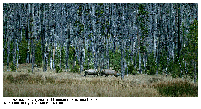 ������, �������, ��������, �����������, ��������������� ������������ ����, �������, ���, �������� �������, ���������, ������, ��������, �������, ����, ��������, ��������, �������������, �������������, �����, �����, XYZ, ��������, ������, Cervidae, Cervus elaphus, Cervus canadensis