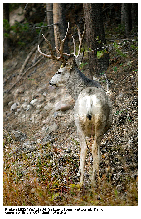 ������, �������, ��������, �����������, ��������������� ������������ ����, �������, ���, �������� �������, ���������, ������, ��������, �������, ����