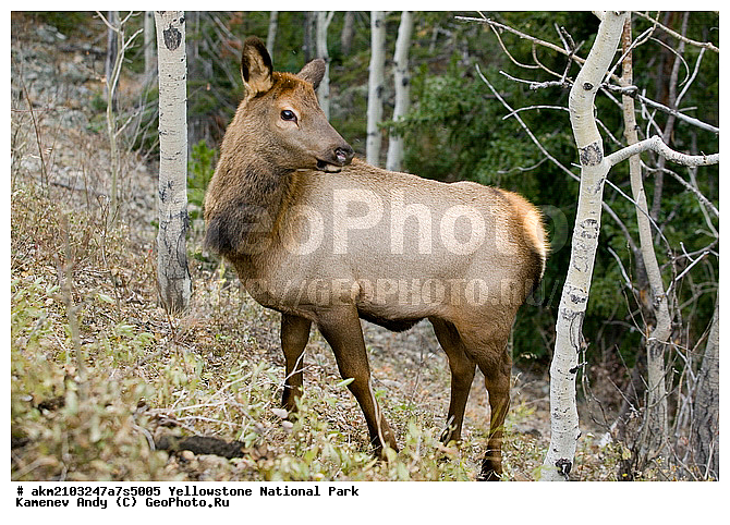 ������, �������, ��������, �����������, ��������������� ������������ ����, �������, ���, �������� �������, ���������, ������, ��������, �������, ����, ��������, ��������, �������������, �������������, �����, �����, XYZ, ��������, ������, Cervidae, Cervus elaphus, Cervus canadensis